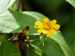 Aspilia mossambicensis