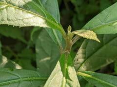 Decaneuropsis gratiosa