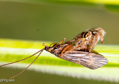 Carrhotus viduus