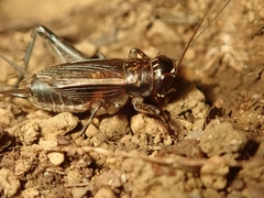 Loxoblemmus sylvestris