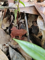 Ingerophrynus quadriporcatus