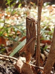 Patanga japonica