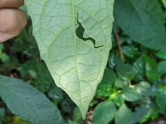 Decaneuropsis gratiosa