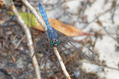 Orthetrum boumiera