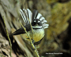 Rhipidura fuliginosa placabilis