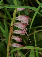 Gladiolus gregarius