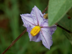 Solanum campylacanthum