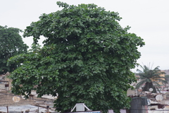 Terminalia catappa