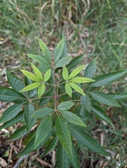 Vitex negundo