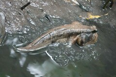 Periophthalmodon schlosseri