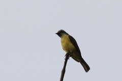 Myiozetetes granadensis