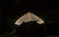 Addaea subtessellata