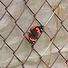 Vanessa vulcania