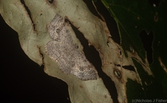 Minoa euthecta