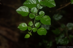 Jasminum singuliflorum