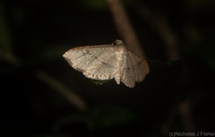 Addaea subtessellata