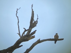 Falco longipennis