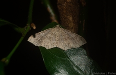 Minoa euthecta