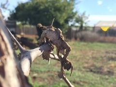 Psammodromus