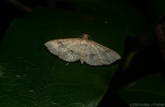 Addaea subtessellata