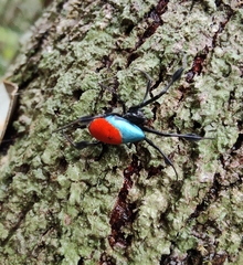 Leucauge sarawakensis