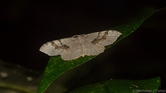 Minoa euthecta