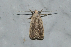 Helcystogramma chambersella