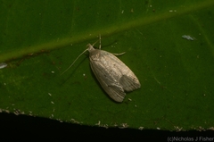 Chezala silvestris