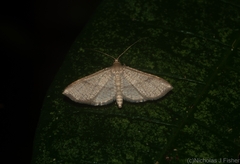 Addaea subtessellata