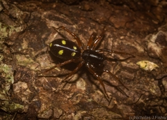 Euasteron enterprise