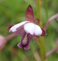 Eulophia hians