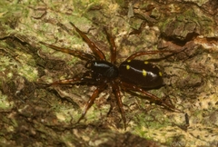 Euasteron enterprise