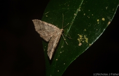 Minoa euthecta