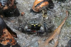 Parasesarma eumolpe