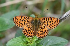 Boloria euphrosyne