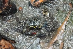 Parasesarma eumolpe