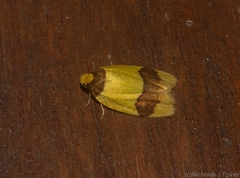 Heterallactis euchrysa