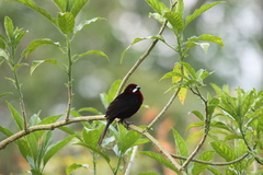 Ramphocelus carbo