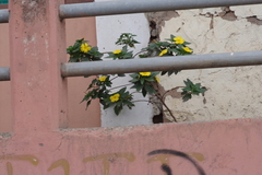 Magnoliopsida