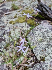 Lithotoma axillaris