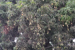 Mangifera indica