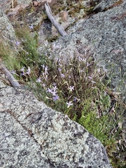 Lithotoma axillaris