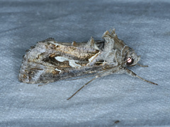 Chrysodeixis argentifera