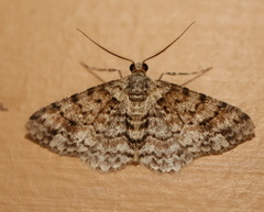 Myrioblephara desumpta