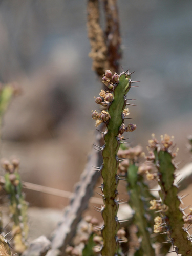 Euphorbia luapulana