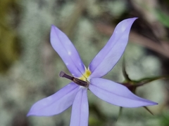 Lithotoma axillaris