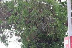 Mangifera indica