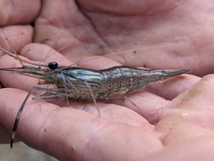 Macrobrachium rosenbergii