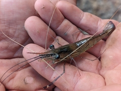 Macrobrachium rosenbergii