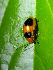 Galerucinae